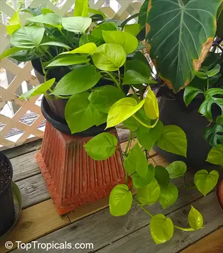 jade pothos trailing over terracotta pot on wooden deck with mixed tropical foliage