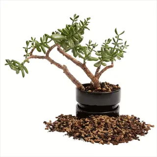 jade succulent plant in black pot surrounded by soil and gravel, showcasing succulent plant roots care during repotting