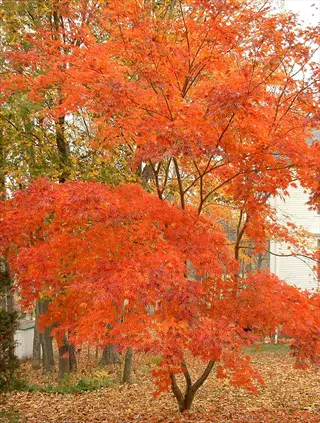 japanese maple tree with vibrant orange-red fall foliage in a residential garden, surrounded by autumn leaves and framed by other trees