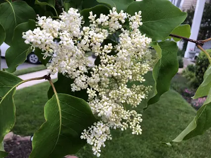 japanese tree lilac white flowers with green leaves in a residential garden