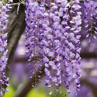 japanese wisteria flowers in purple and white hues, hanging in delicate clusters