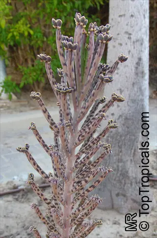 kalanchoe delagoensis plant showcasing tall, spotted inflorescence in an outdoor garden setting