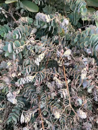 kalanchoe fedtschenkoi leaves in dense growth with mature flowering stems and natural leaf variations