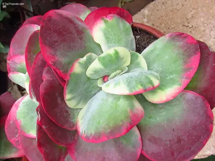 kalanchoe flapjack succulent with vibrant green, white, and pink variegated leaves in a pot