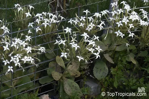 kalanchoe marmorata spotted plants with white flowers and green foliage growing near wire fencing