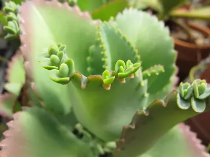 kalanchoe mother leaf with developing kalanchoe plantlets bulbils - natural asexual propagation method. greenhouse setting with potted plants in background