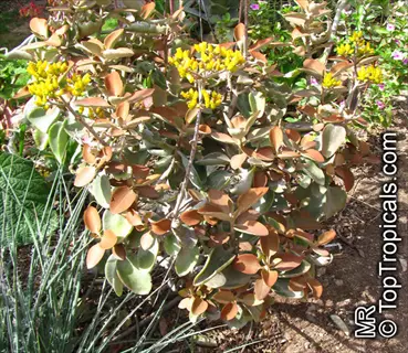 kalanchoe orgyalis copper succulent with yellow flowers and metallic copper leaves in garden