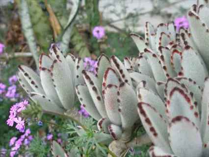 kalanchoe tomentosa panda plant featuring fuzzy silvery-green leaves with dark spots and surrounded by purple flowers