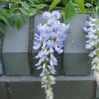 kentucky wisteria blue moon flower clusters on brick wall