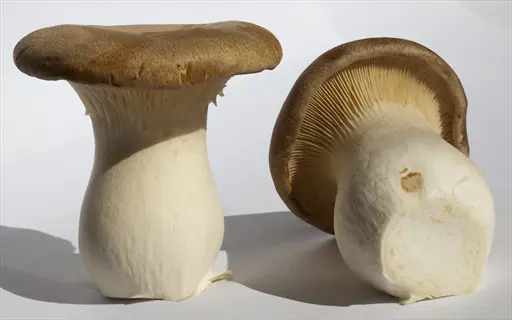 king trumpet mushroom with a thick, elongated stem