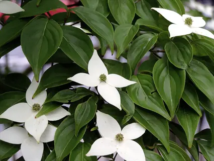kousa dogwood white blooms with vibrant green leaves