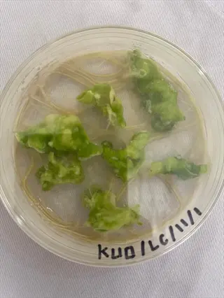 laboratory petri dish with callused succulent leaves tray labeled 'kuo/lc/11/1' - demonstration of properly callused propagation leaves