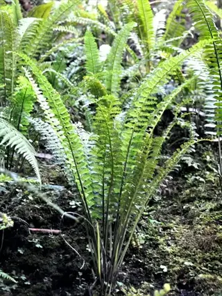 lace fern plant with delicate fronds growing in a shaded, mossy forest environment