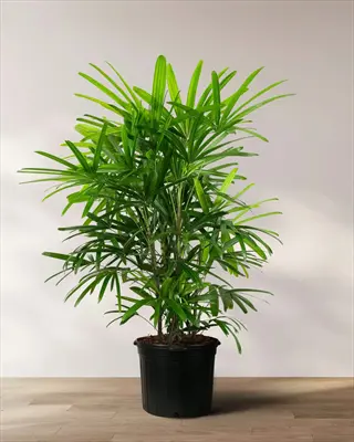 lady palm rhapis indoor in black pot showcasing multiple slender stems and fan-shaped green fronds against plain light background