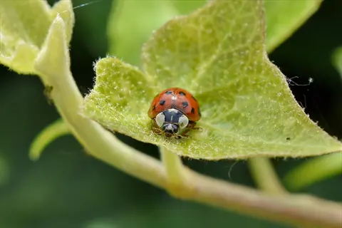ladybug on garden leaf: close-up of red ladybug with black spots resting on vibrant green foliage in natural garden setting