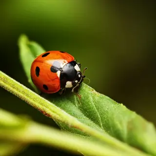 ladybug on green leaf: close-up of a spotted red ladybug resting on a fresh green plant leaf in a garden