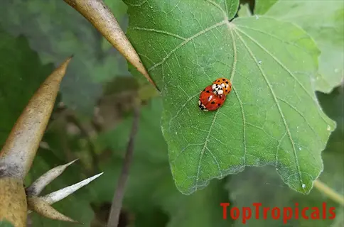 ladybugs (beneficial insects) on garden leaf: biological control agents for pest management in toptropicals