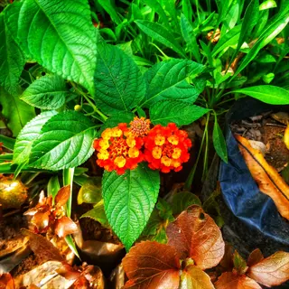 lantana flowering shrub featuring clusters of vibrant orange and yellow small flowers with textured green leaves, surrounded by garden soil and foliage