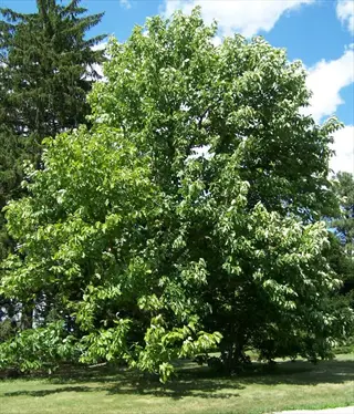 large cucumber tree magnolia with vibrant green leaves standing in a grassy area under a partly cloudy blue sky