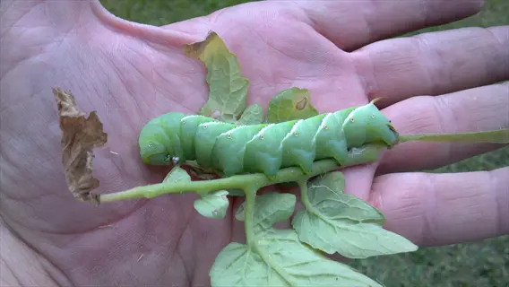 large green tomato hornworm caterpillar with white markings on a tomato plant stem, held in a human hand with damaged leaves visible