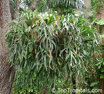 large platycerium coronarium hanging from a tree trunk in a tropical forest setting