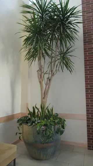large potted dracaena tarzan plant with slender trunks and long green leaves, surrounded by smaller foliage plants indoors