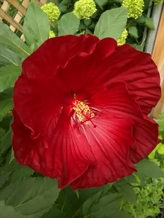 large red cranberry crush hibiscus flower with yellow stamen and green foliage background