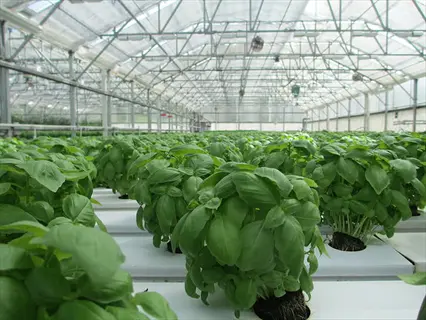 large-scale hydroponic basil herbs cultivation in a commercial greenhouse with white growing trays
