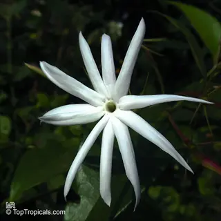 large white royal jasmine flower with star-shaped petals blooming in garden