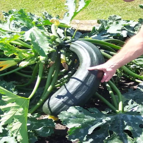 large zucchini harvest in a garden