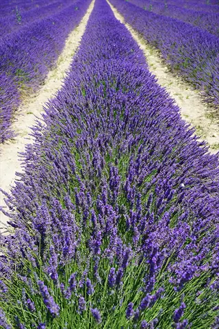 lavender blooming purple garden with rows of vibrant lavender flowers