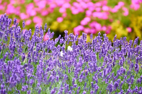 lavender perennial garden featuring purple blooms and a butterfly with vibrant pink and yellow flowers in background