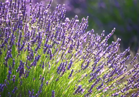 lavender plants thriving in full sun field with sea of purple flower spikes and green stems, sunlight illuminating blooms
