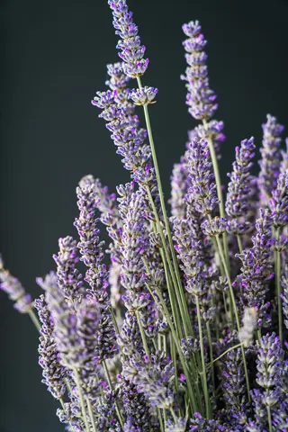 lavender purple blooms in full flower with slender stems and gray-green foliage against a soft-focus background