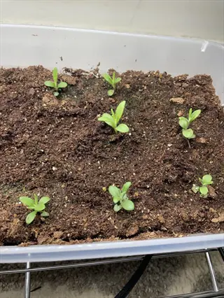 lavender seedlings sprouting in soil-filled plastic tray, showing early germination progress under indoor growing conditions