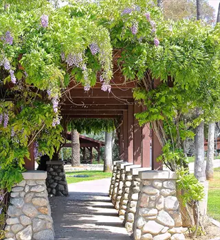 lavender wisteria vine arbor with stone pillars in a sunlit garden