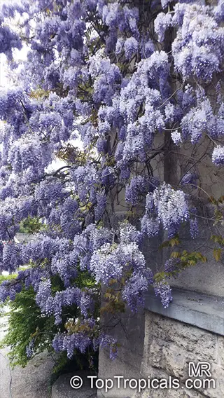 lavender wisteria vine cascading over a stone wall structure