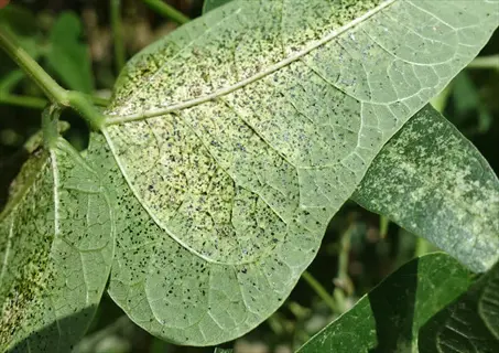 leaf showing lace bugs damage with speckled black stippling
