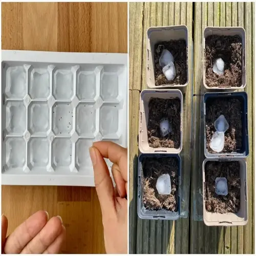left: hands placing seeds into ice cube tray compartments. right: potted soil with ice cubes (seed stratification refrigerator method). diy seed chilling technique using freezing for dormancy break