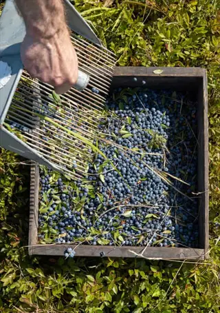 legacy blueberry harvest: hand using a rake tool to gather ripe legacy northern highbush blueberries into a wooden crate from a blueberry field