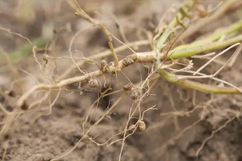 legume root system with nitrogen-fixing bacteria nodules on fibrous roots in soil