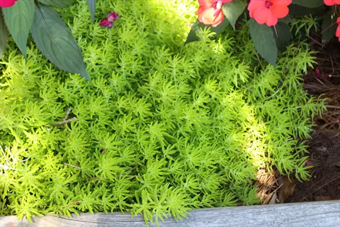 lemon coral sedum container garden with vibrant green foliage and red flowers