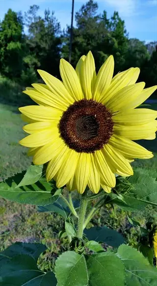 lemon queen sunflower with bright yellow petals and dark center blooming in a sunny field with trees and blue sky