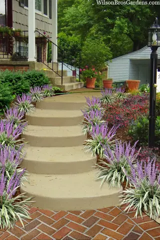 lilyturf (liriope) border with purple flowering spikes and variegated leaves lining concrete steps in a residential garden