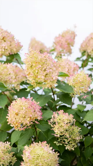 limelight hydrangea blooming with large green-pink flower clusters on leafy stems