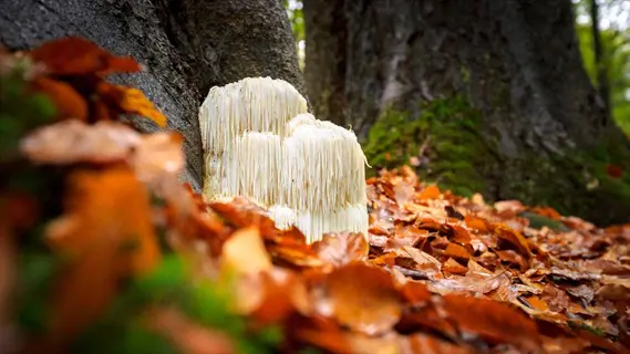 lion's mane mushroom with cascading white spines