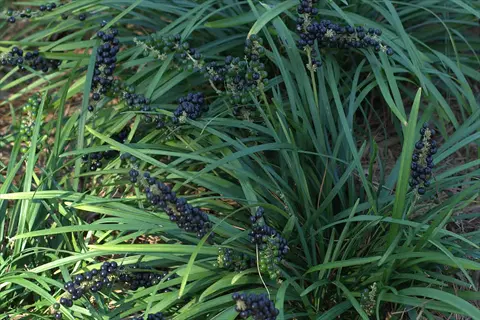 liriope monkey grass border with dense clusters of dark purple-black berries among slender green blades