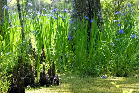 louisiana iris wetland habitat featuring blue irises, cypress knees, tall grasses, and dappled sunlight in a swamp ecosystem