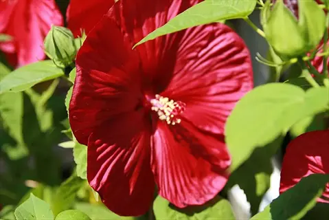 luna red hibiscus flower: vibrant crimson petals with golden stamen surrounded by lush green foliage