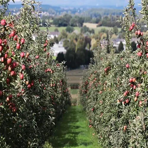 lush apple tree orchard with ripe red fruit, showing rows of trees and grassy path with scenic countryside background